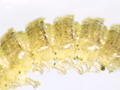 Brachydesmus superus